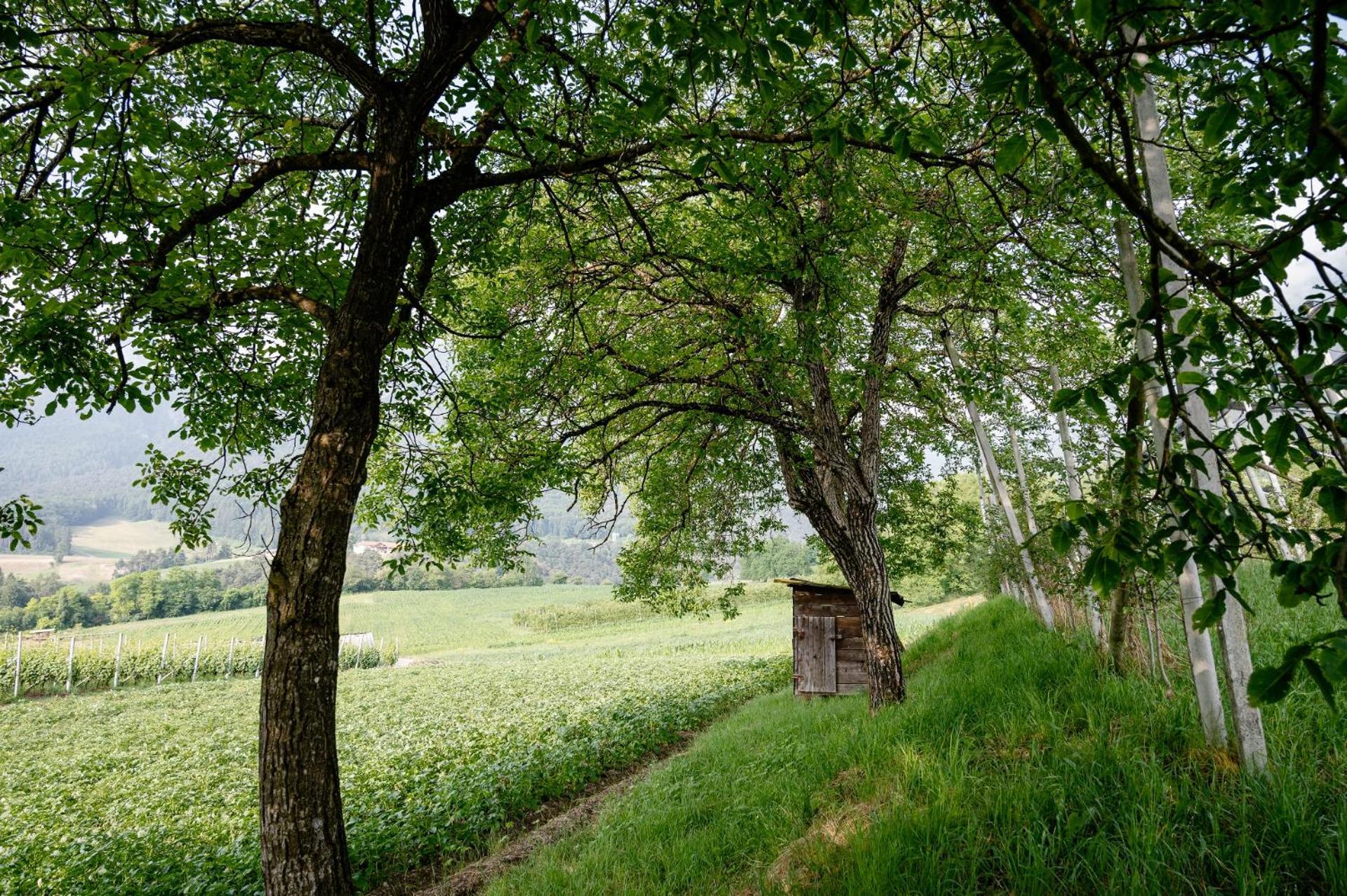 Agritur Maso Alle Rose B&B E Restaurant Balbido-rango Dış mekan fotoğraf